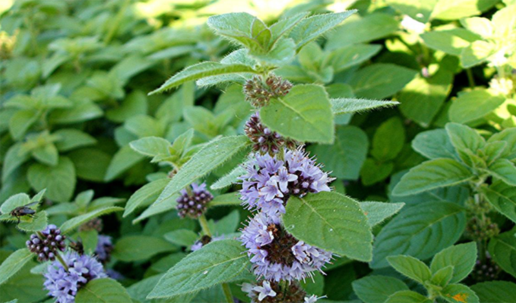 Bạc Hà (Mentha arvensis L.)